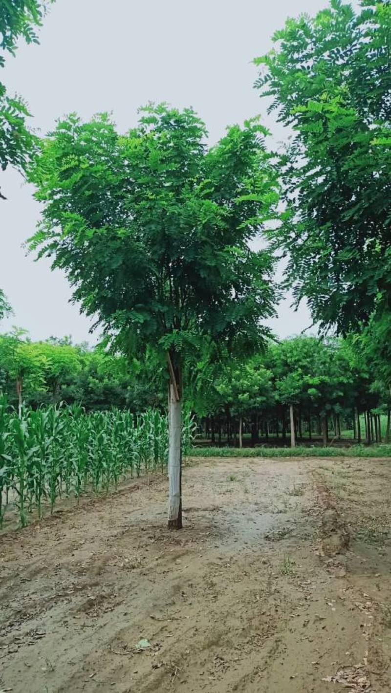 5-18公分香花槐嫁接苗.原生苗大量销售中价格优惠质量好