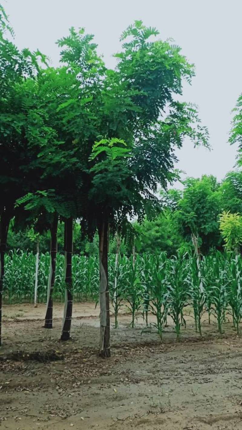 5-18公分香花槐嫁接苗.原生苗大量销售中价格优惠质量好