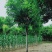 5-18公分香花槐嫁接苗.原生苗大量销售中价格优惠质量好