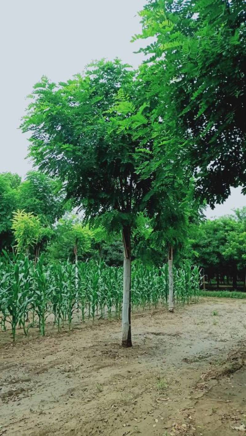 5-18公分香花槐嫁接苗.原生苗大量销售中价格优惠质量好