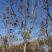5-18公分香花槐嫁接苗.原生苗大量销售中价格优惠质量好