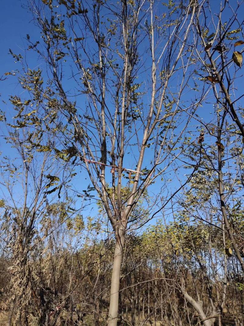 5-18公分香花槐嫁接苗.原生苗大量销售中价格优惠质量好