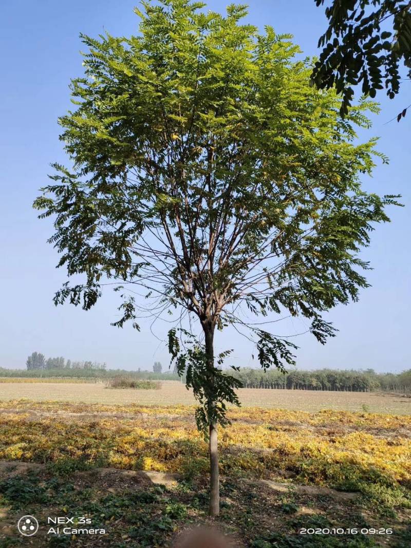5-18公分香花槐嫁接苗.原生苗大量销售中价格优惠质量好