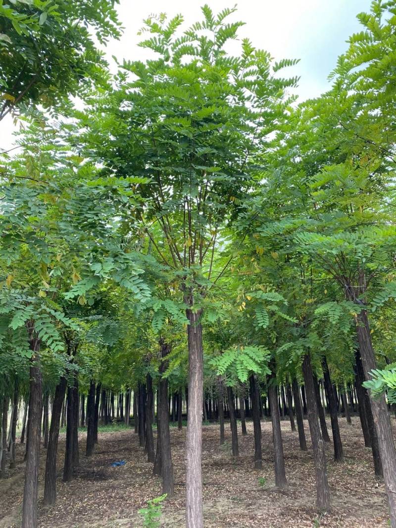 5-18公分香花槐嫁接苗.原生苗大量销售中价格优惠质量好