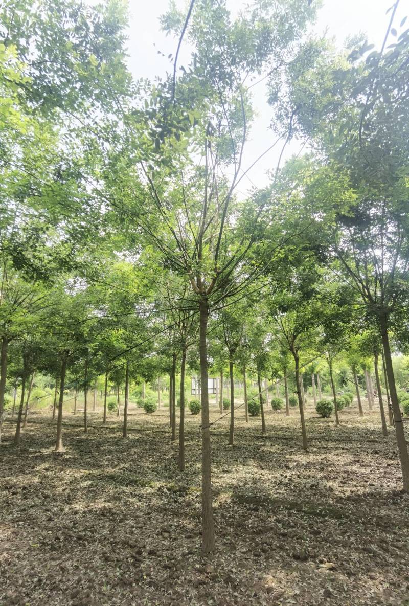 6-20公分精品国槐大量销售中价格优惠质量好数量大