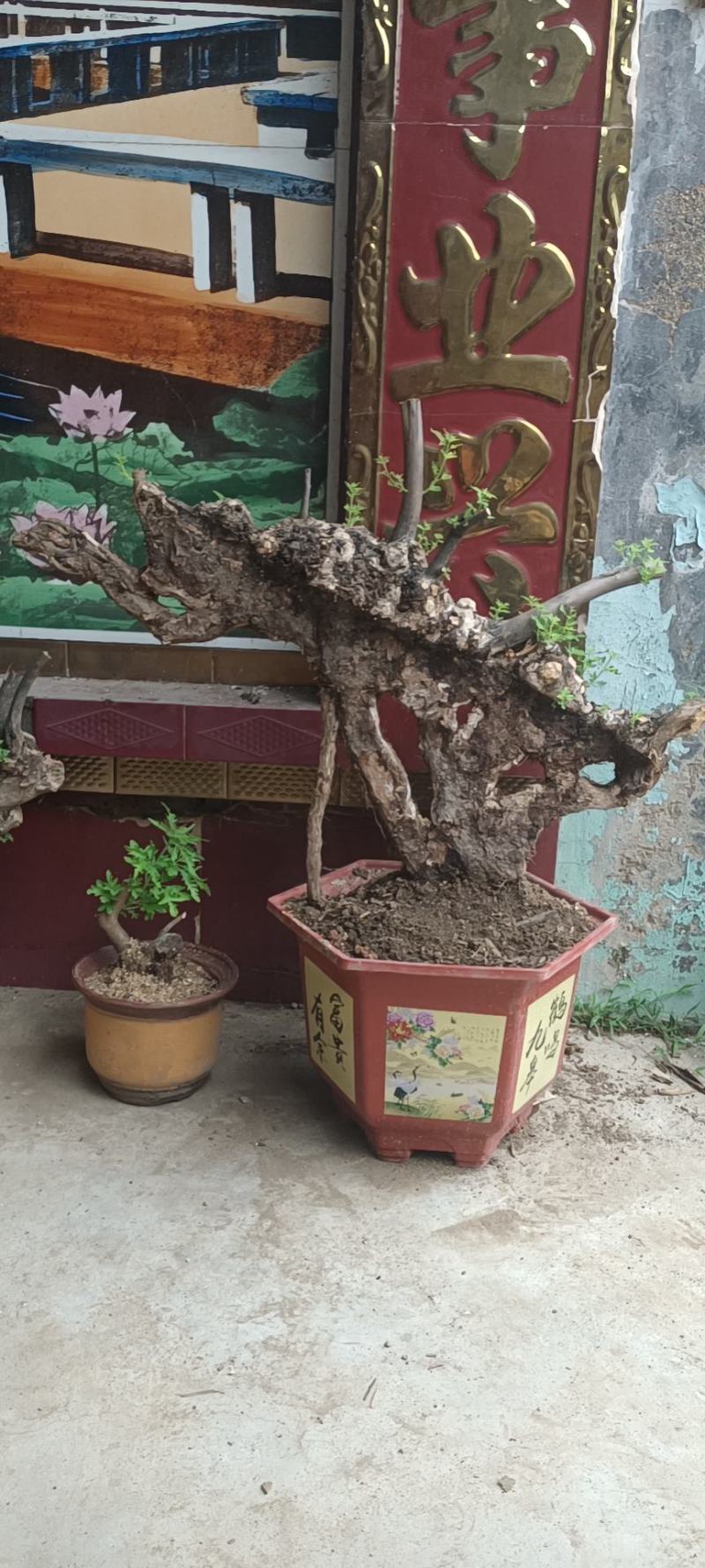 黄荆下山桩