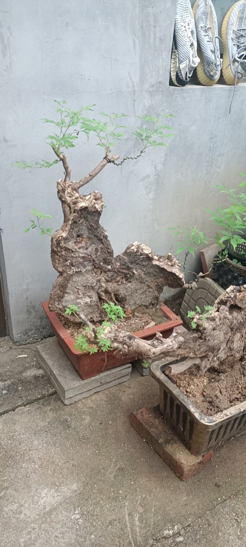 黄荆下山桩