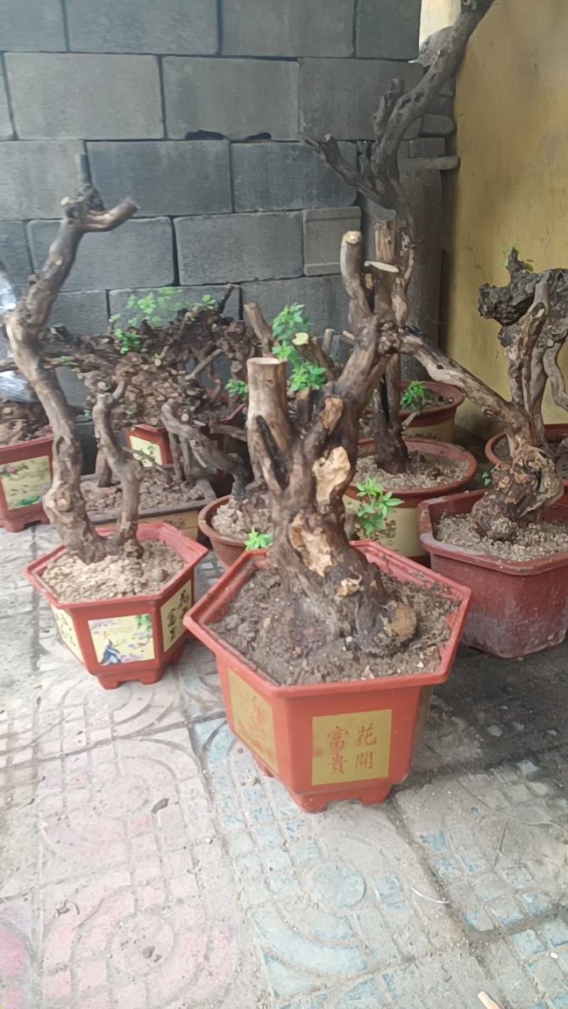 黄荆下山桩