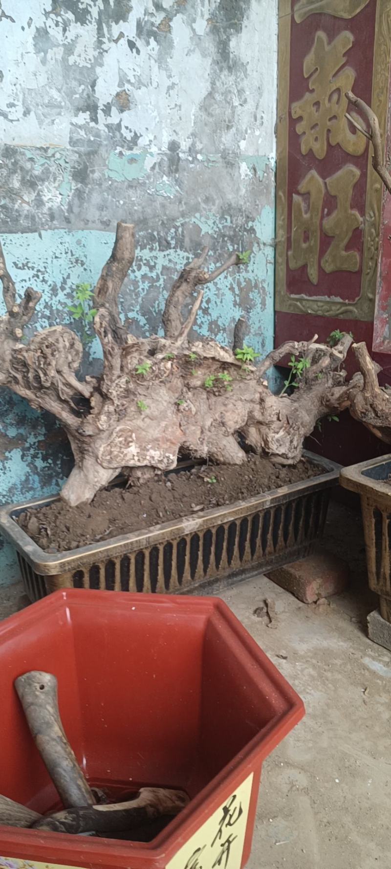 黄荆下山桩