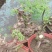 黄荆下山桩