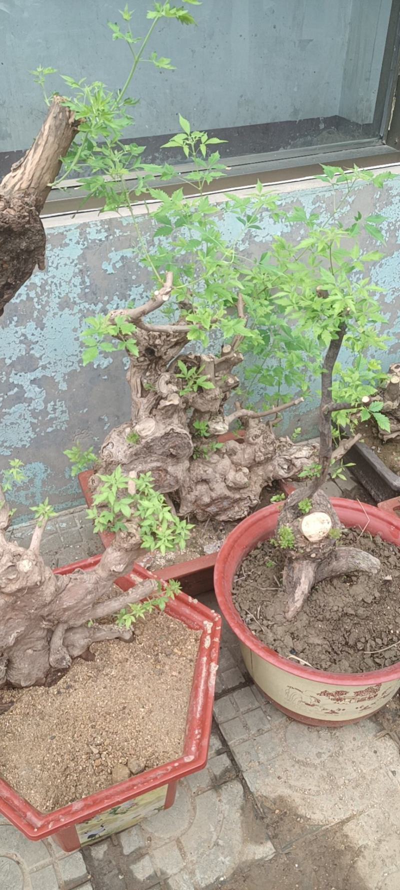 黄荆下山桩
