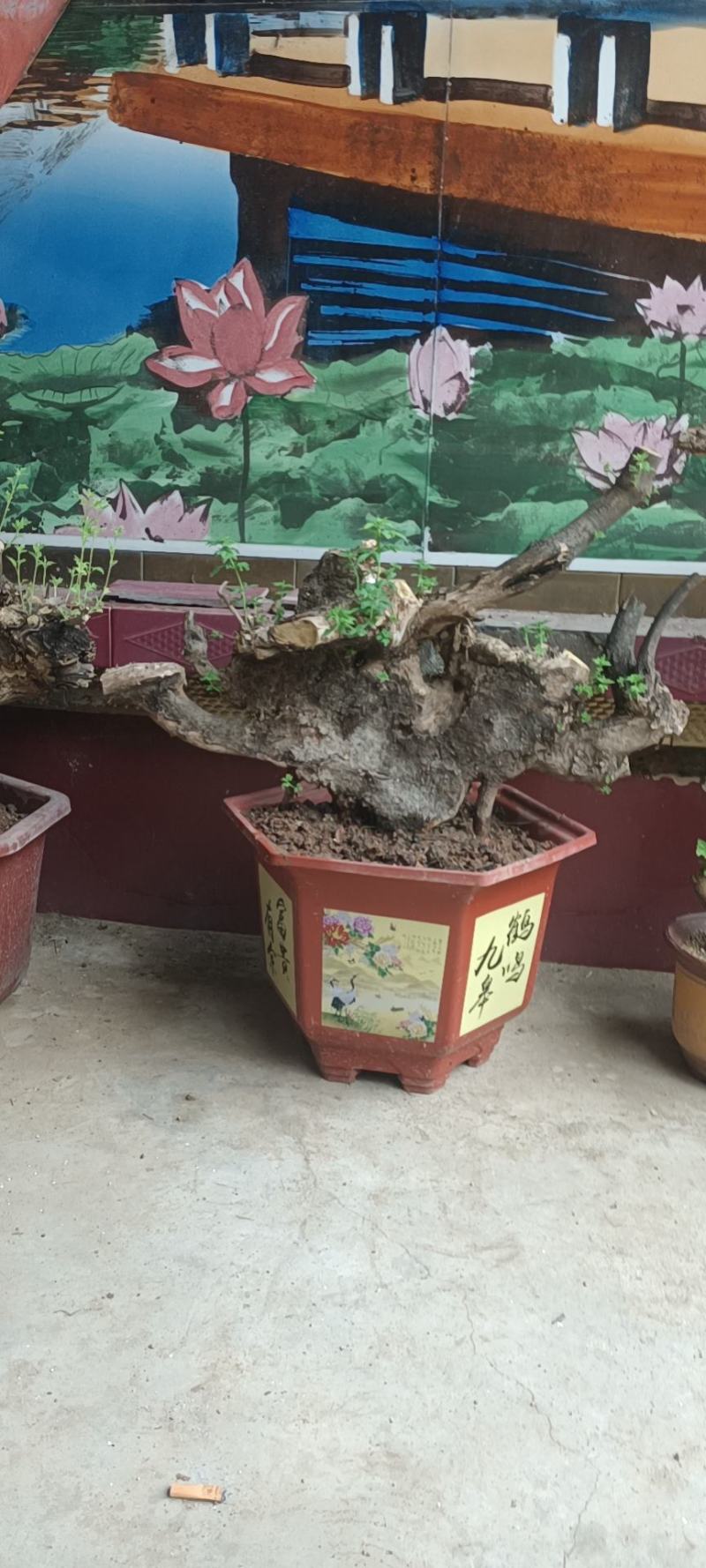 黄荆下山桩