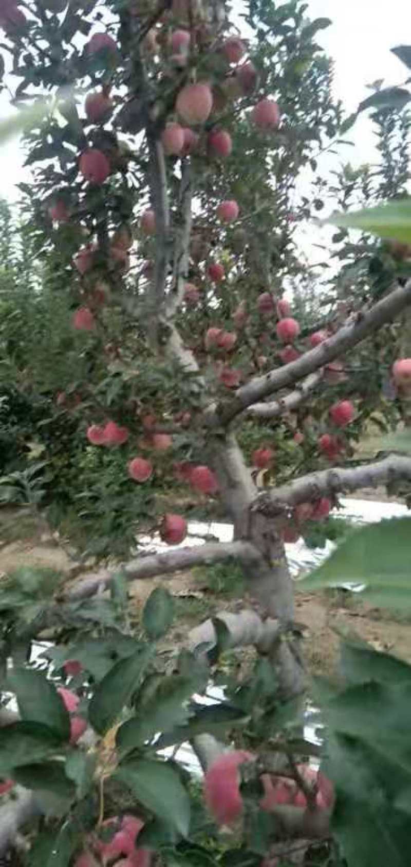 红星苹果