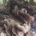 河源和平本地木耳，树头木耳脆口，大量批发