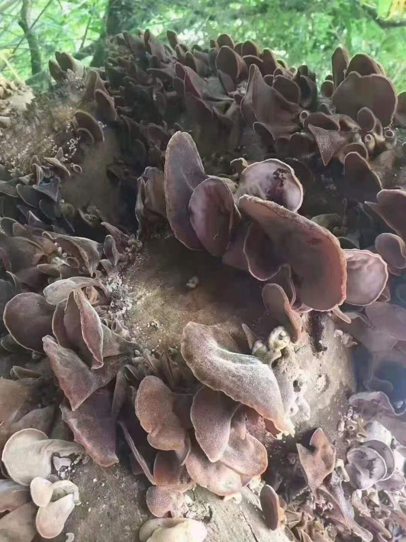 河源和平本地木耳，树头木耳脆口，大量批发