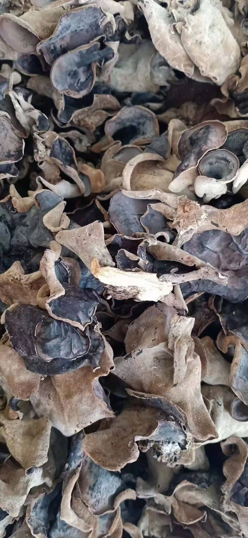 河源和平本地木耳，树头木耳脆口，大量批发