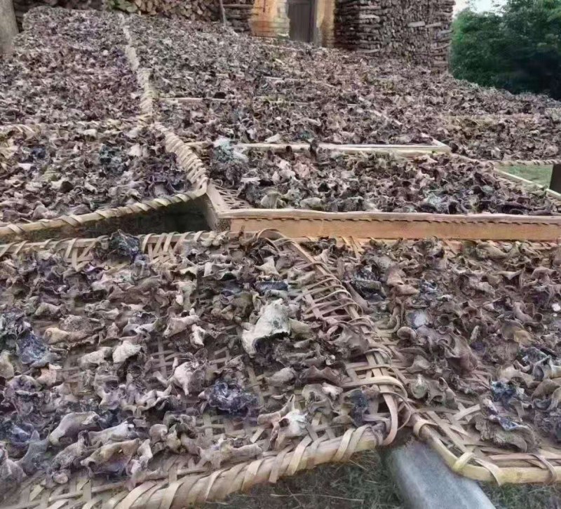 河源和平本地木耳，树头木耳脆口，大量批发