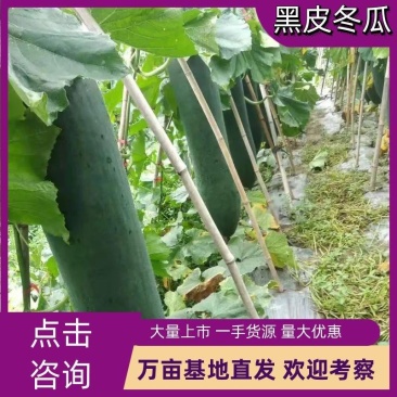 广西黑皮冬瓜，吊冬瓜基地直发，价格优惠质量保证，提供车
