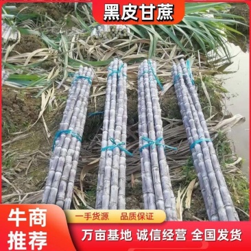 精品黑皮甘蔗产地供应质量保证有便宜回头车诚信经营