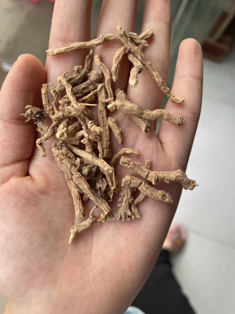 远志精品大节子无硫熏蒸新货大节
