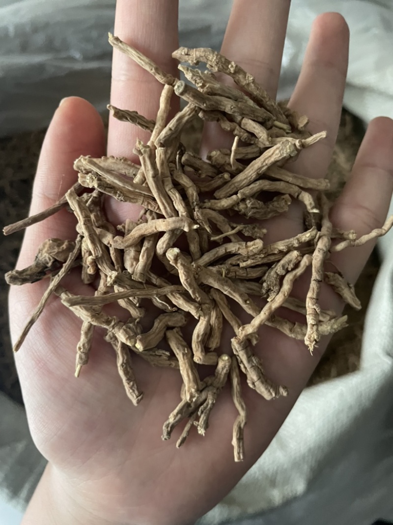远志精品大节子无硫熏蒸新货大节