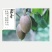 眉县翠香猕猴桃