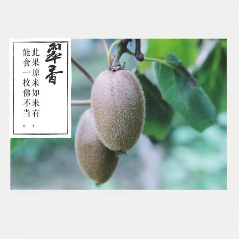 眉县翠香猕猴桃