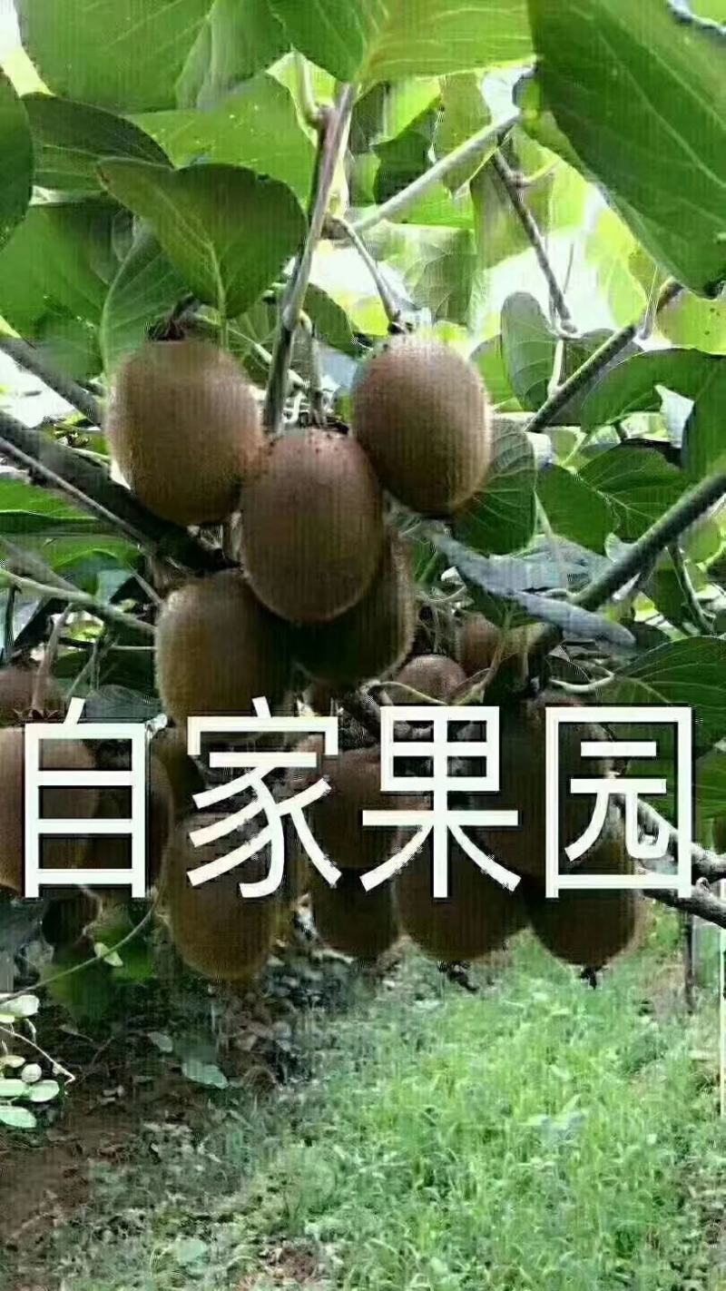 眉县翠香猕猴桃