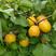 【荐】山东荷兰香蜜杏树苗自家种植成活高易管理提供技术指导