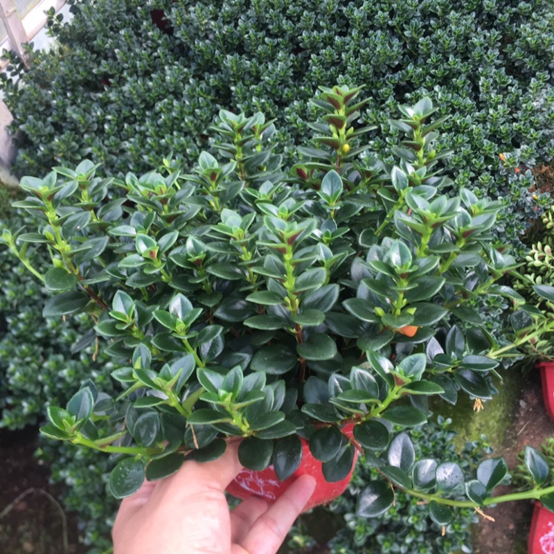 金鱼吊兰145＃带花苞密度好八角红盆基地直销一件起批