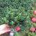 金鱼吊兰145＃带花苞密度好八角红盆基地直销一件起批