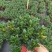 金鱼吊兰145＃带花苞密度好八角红盆基地直销一件起批