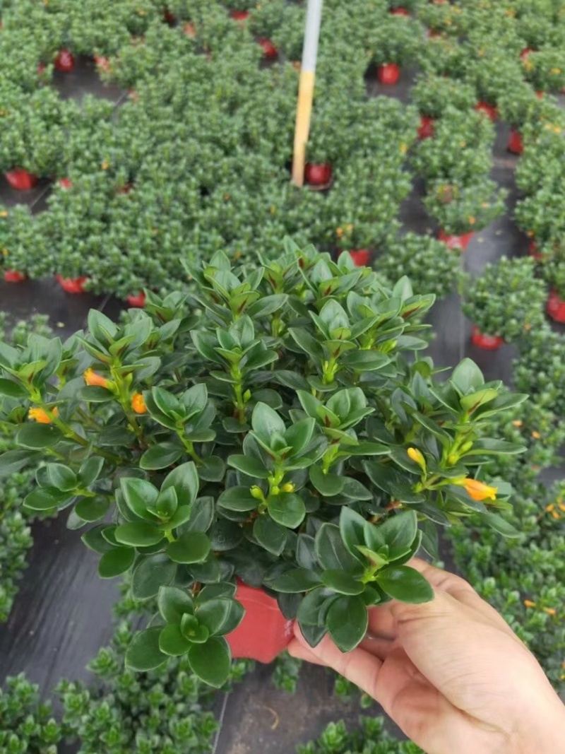 金鱼吊兰145＃带花苞密度好八角红盆基地直销一件起批