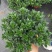 金鱼吊兰145＃带花苞密度好八角红盆基地直销一件起批