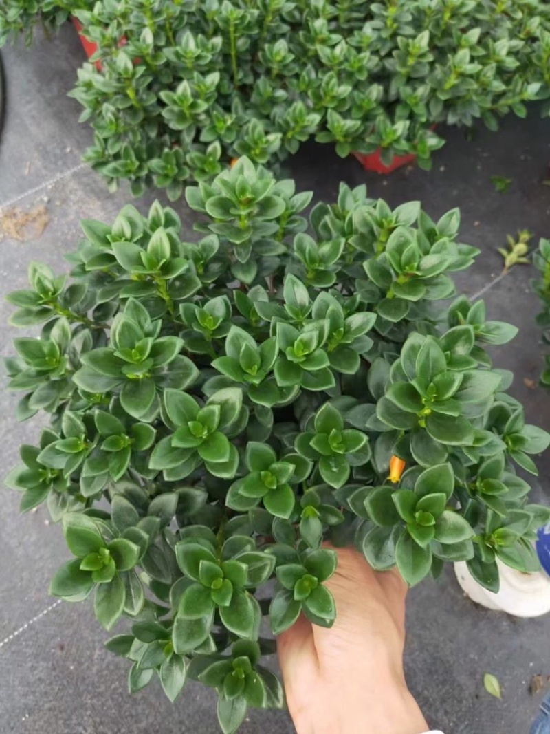 金鱼吊兰145＃带花苞密度好八角红盆基地直销一件起批