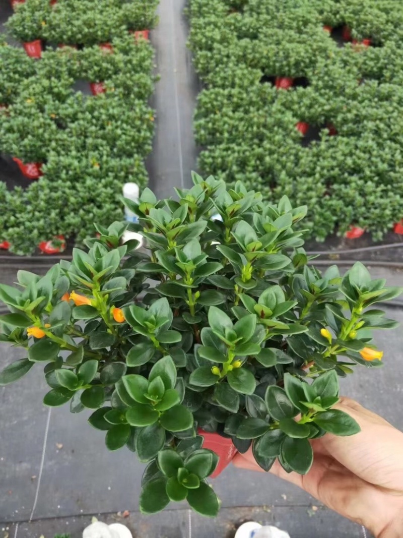 金鱼吊兰145＃带花苞密度好八角红盆基地直销一件起批