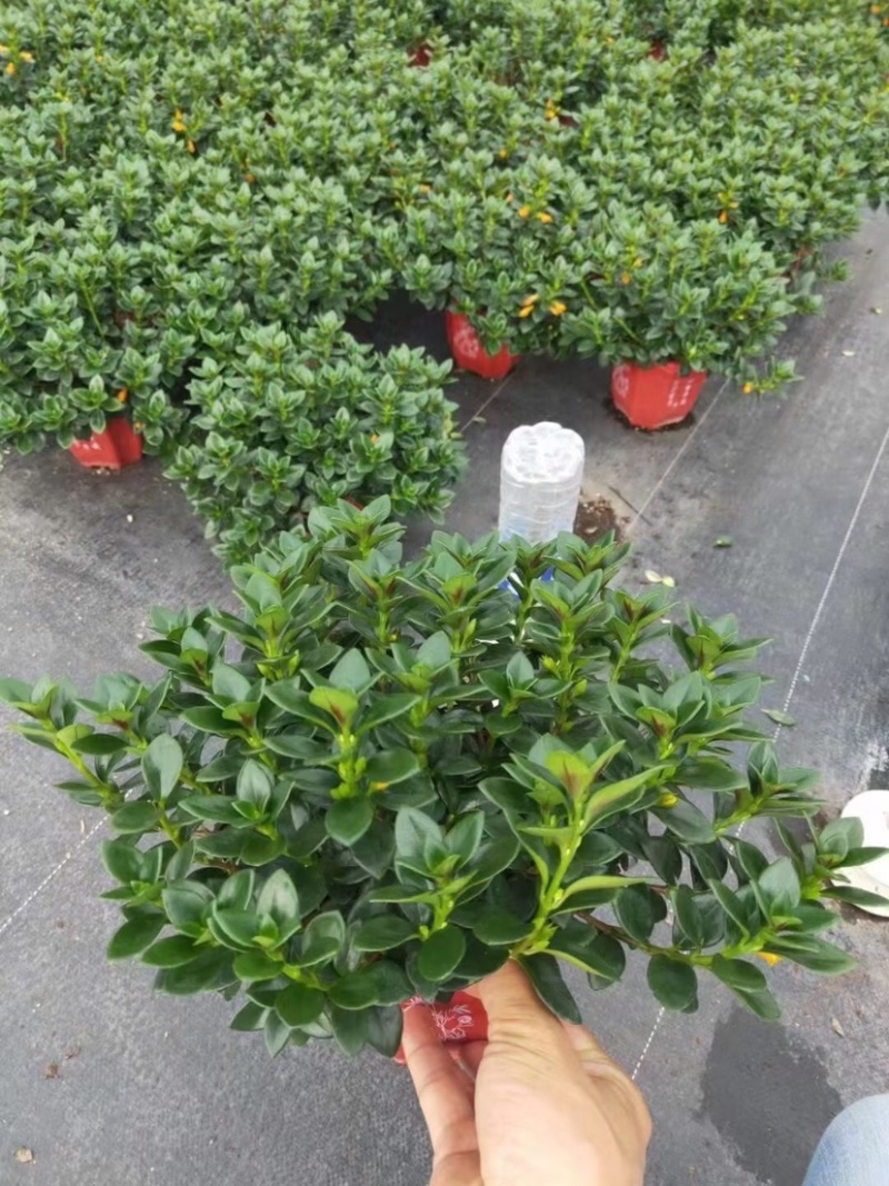 金鱼吊兰145＃带花苞密度好八角红盆基地直销一件起批