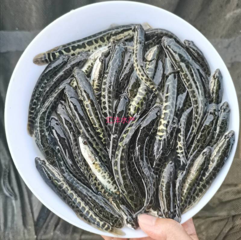 黑鱼苗生鱼斑鱼苗量大从优，全国发货！