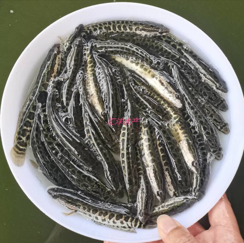 黑鱼苗生鱼斑鱼苗量大从优，全国发货！