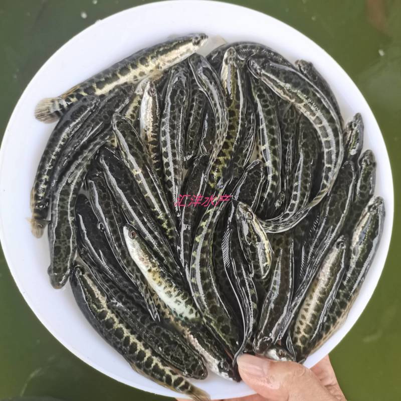 黑鱼苗生鱼斑鱼苗量大从优，全国发货！