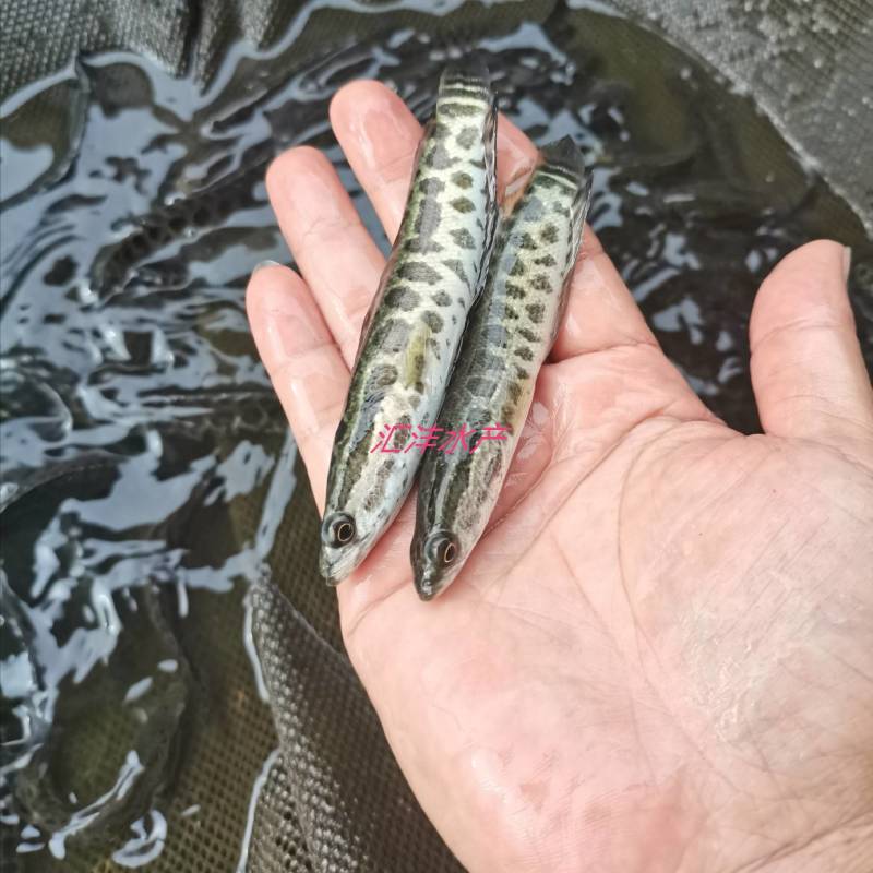 黑鱼苗生鱼斑鱼苗量大从优，全国发货！