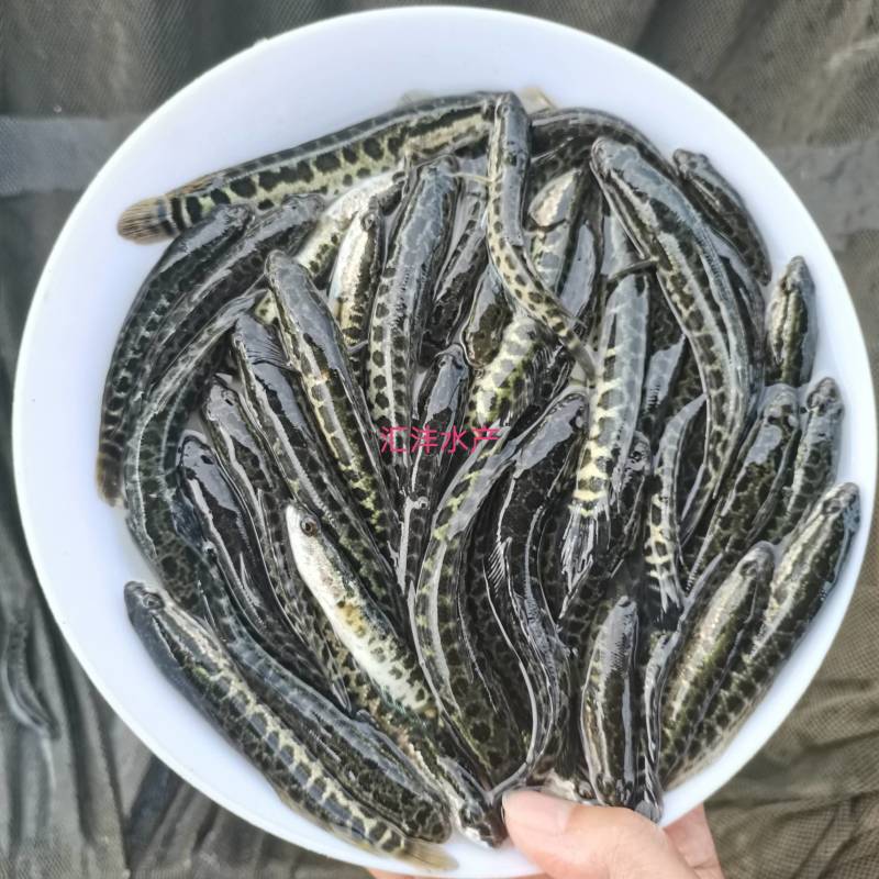 黑鱼苗生鱼斑鱼苗量大从优，全国发货！