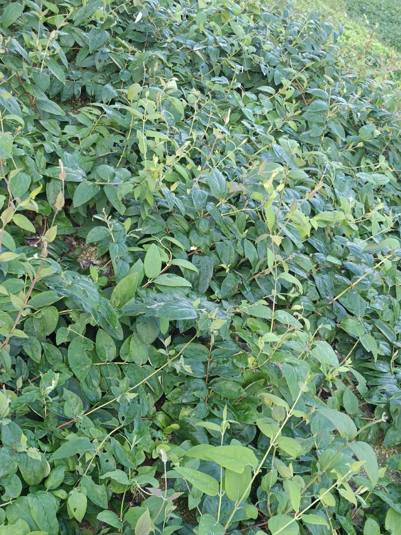 湘雷金银花嫁接树苗