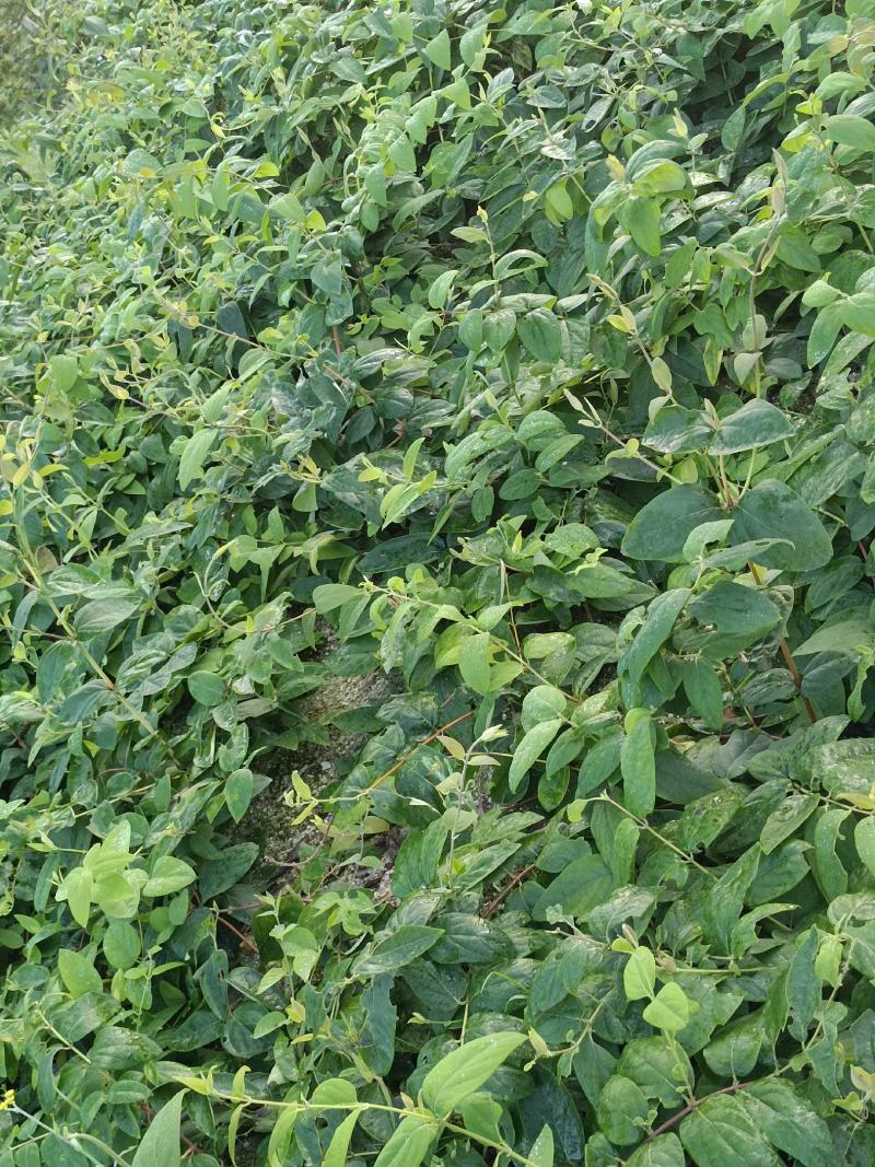 湘雷金银花嫁接树苗