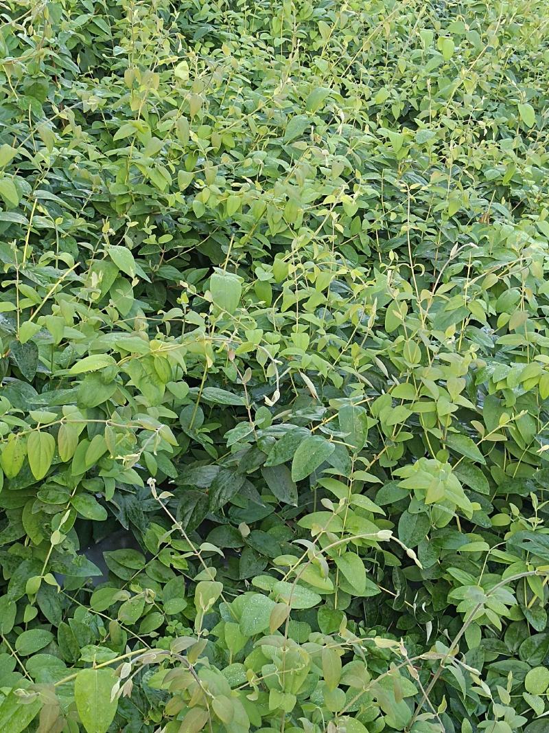 湘雷金银花嫁接树苗