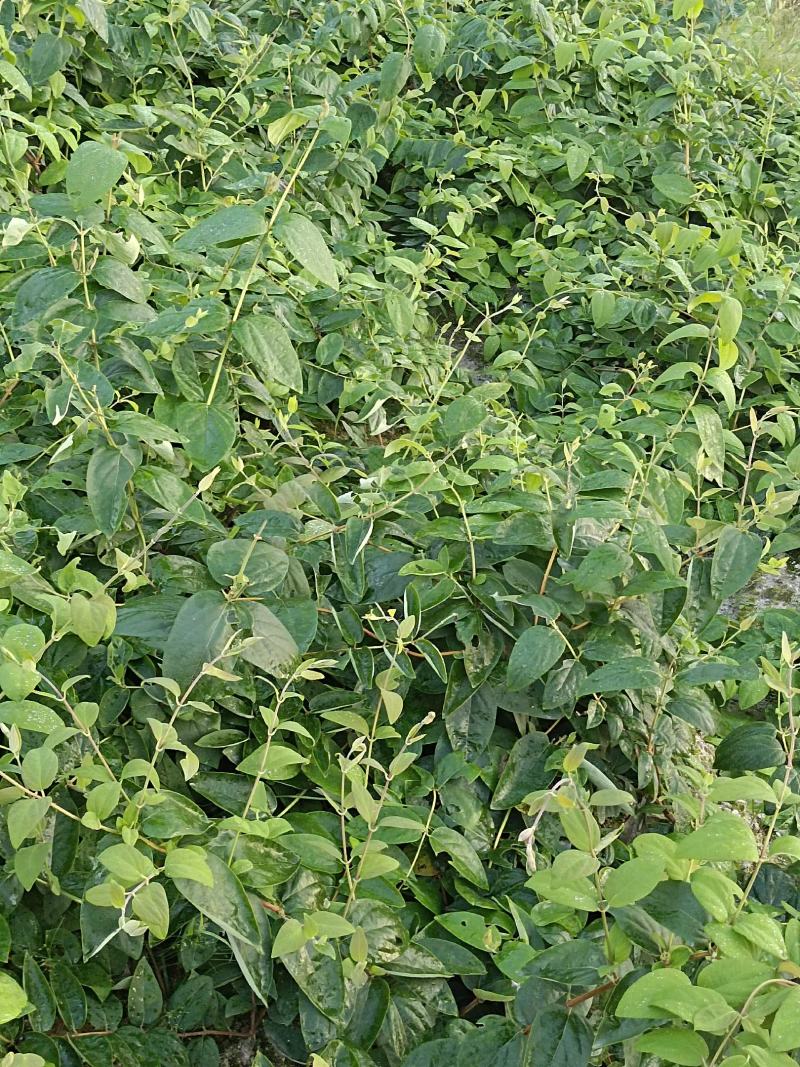 湘雷金银花嫁接树苗