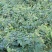 湘雷金银花嫁接树苗