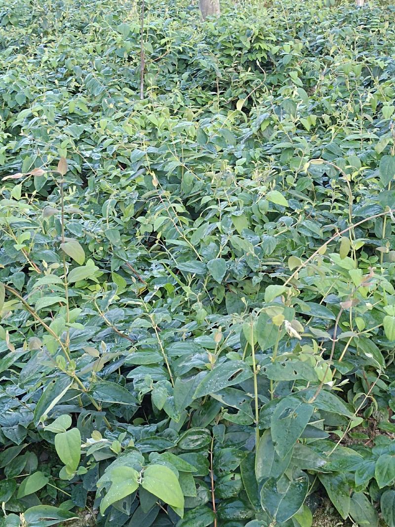 湘雷金银花嫁接树苗