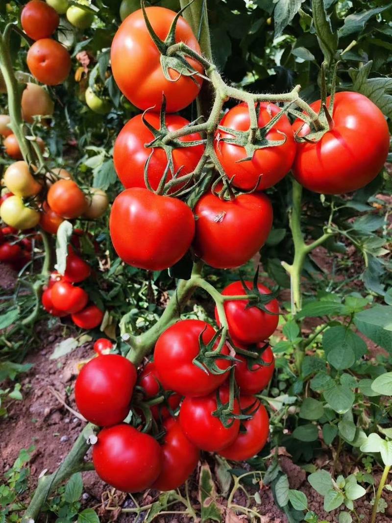 西红柿种苗番茄苗红果番茄苗抗TY抗死棵耐高温
