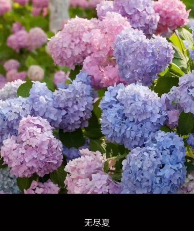 绣球八鲜花小苗基地直销